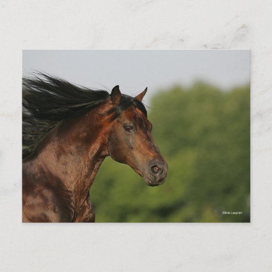 Bay Morgan Horse Headshot Mane Flows Postkarte (Vorderseite)