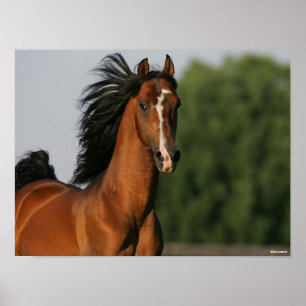 Bay Morgan Horse Headshot Mane Poster