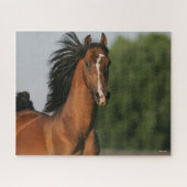 Bay Morgan Horse Headshot Mane Puzzle (Horizontal)