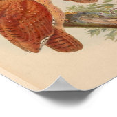 Bay Owl Brown Vintag Bird Art Print Poster (Ecke)