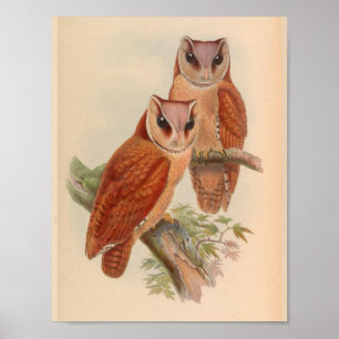 Bay Owl Brown Vintage Bird Art Print Poster