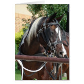 Bay Pinto Amish Buggy Horse (Vorne)