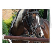 Bay Pinto Amish Buggy Horse (Vorderseite (Horizontal))