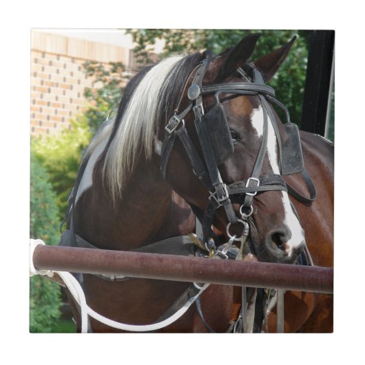 Bay Pinto Amish Buggy Horse Fliese (Vorderseite)