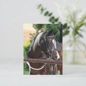 Bay Pinto Amish Buggy Horse Postkarte (Stehend Vorderseite)