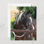 Bay Pinto Amish Buggy Horse Postkarte (Vorne/Hinten)
