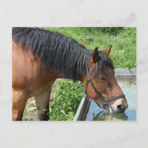 Bay Pony Drink aus dem Wasser Trough Postkarte