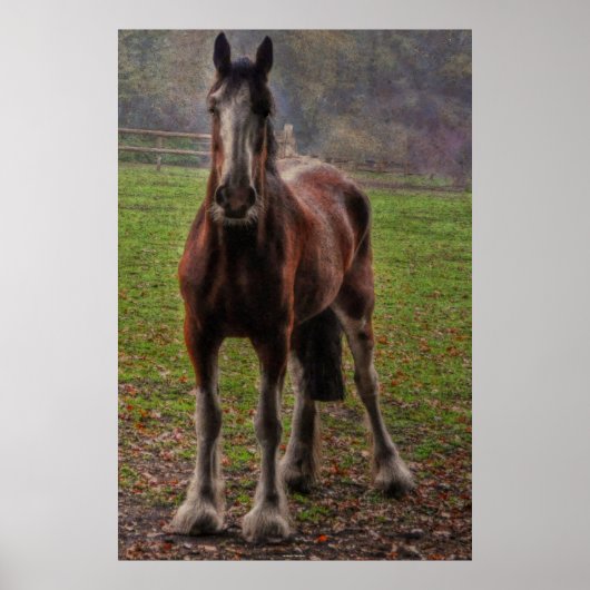 Bay Shire Draft Horse England, UK Poster (Vorne)