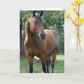 Bay Thoroughbred Horse Grußkarte Karte (Gelbe Blume)