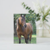 Bay Thoroughbred Horse Postcard Postkarte (Stehend Vorderseite)
