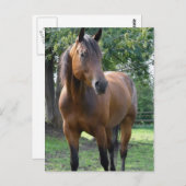 Bay Thoroughbred Horse Postcard Postkarte (Vorne/Hinten)
