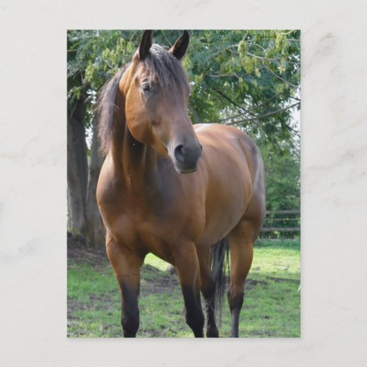 Bay Thoroughbred Horse Postcard Postkarte (Vorderseite)