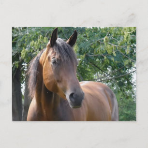 Bay Thoroughbred Horse Postcard Postkarte