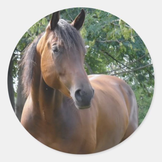 Bay Thoroughbred Horse Sticker (Vorderseite)