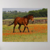 Bay Thoroughbred Horse Walking Flowers Poster (Vorne)