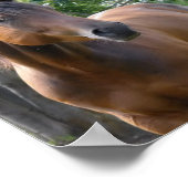 Bay Thoroughbred Horst Poster Print (Ecke)