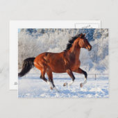 Bay Trakehner Stallion Postkarte (Vorne/Hinten)