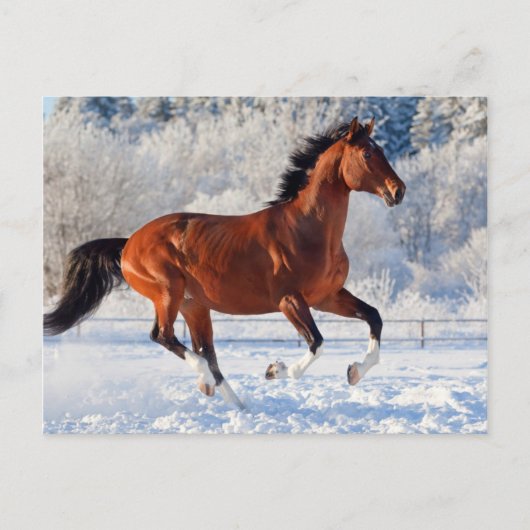 Bay Trakehner Stallion Postkarte (Vorderseite)
