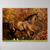 Bay Warmblut im Herbst Hintergrund Poster (Vorne)