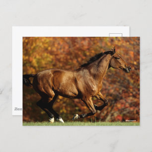 Bay Warmblut im Herbst Hintergrund Postkarte