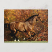 Bay Warmblut im Herbst Hintergrund Postkarte (Vorderseite)