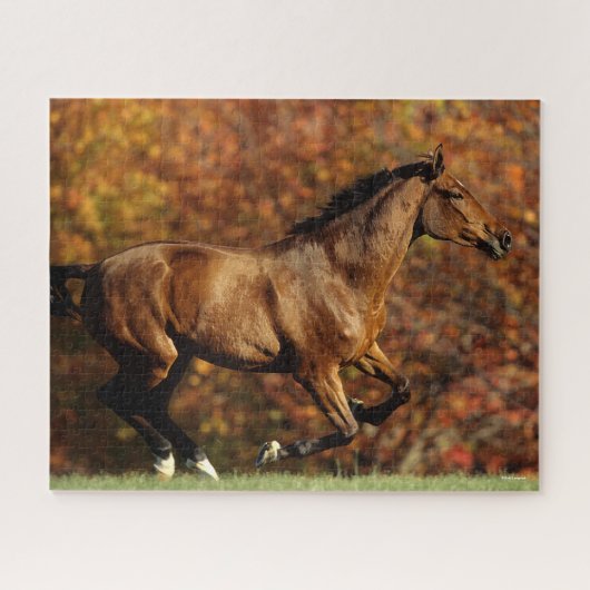 Bay Warmblut im Herbst Hintergrund Puzzle (Horizontal)