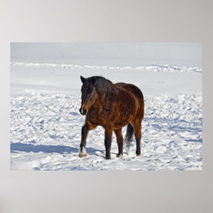 Bay Winter Horse "Jahr des Pferdes" Pferdefleisch  Poster