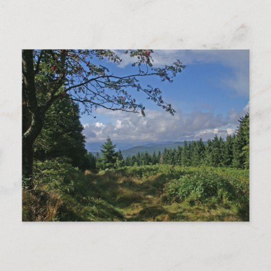 Bayerische Forstkarte Postkarte (Vorderseite)