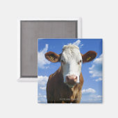 Bayerische Kuh gegen blauen Himmel Magnet (Vorderseite/Rückseite)