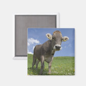 Bayerische Kuh Magnet (Vorderseite/Rückseite)
