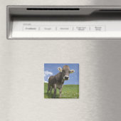 Bayerische Kuh Magnet (In Situ (Geschirrspüler))