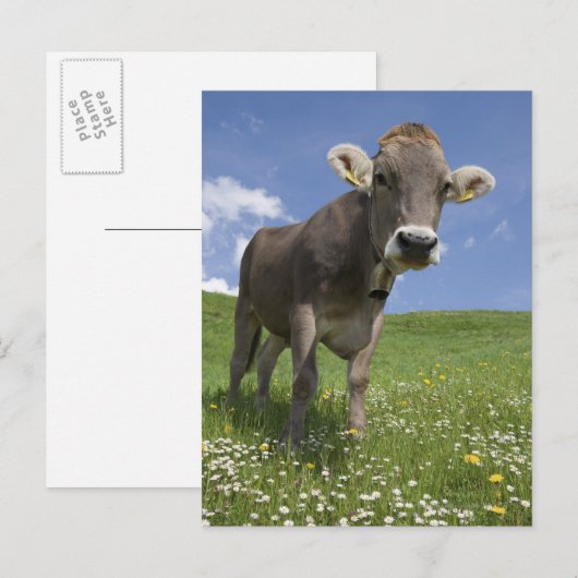 Bayerische Kuh Postkarte (Vorne/Hinten)