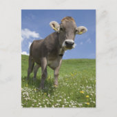 Bayerische Kuh Postkarte (Vorderseite)