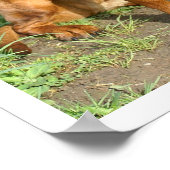 Bayerischer Hund sitzt im Gras Poster (Ecke)