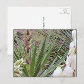 Bayonet Yucca Blüten Postkarte (Vorne/Hinten)