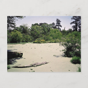 Bayou (Sumpf), Louisiana, USA Postkarte