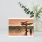 Bayou Sunset 5769 Postkarte (Stehend Vorderseite)