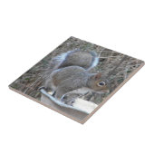 BB lustige Eichhörnchen-Fotografie-Fliese Fliese (Seite)