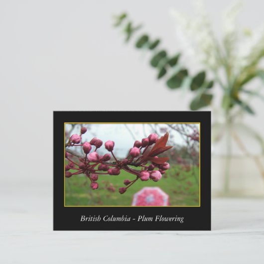 BC, Frühlingspflaume Postkarte (Stehend Vorderseite)