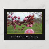 BC, Frühlingspflaume Postkarte (Vorderseite)