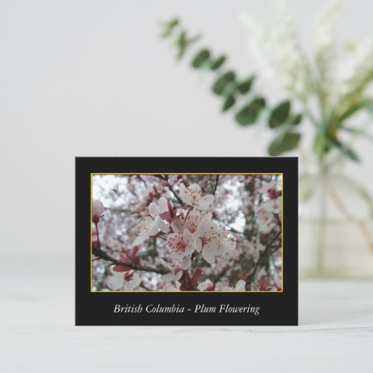 BC, Frühlingspflaume Postkarte (Stehend Vorderseite)