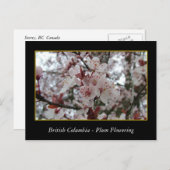 BC, Frühlingspflaume Postkarte (Vorne/Hinten)
