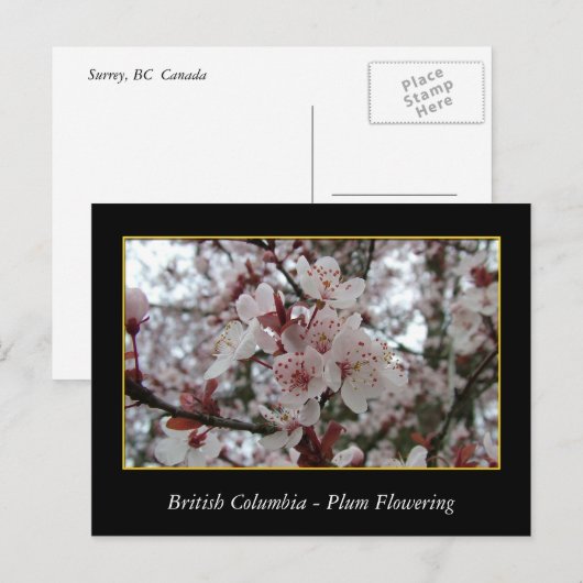 BC, Frühlingspflaume Postkarte (Vorne/Hinten)