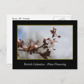 BC, Frühlingspflaume Postkarte (Vorne/Hinten)