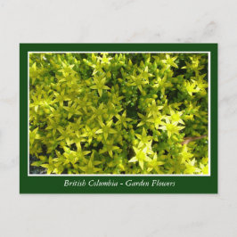 BC Gartenbau-Blume Postkarte