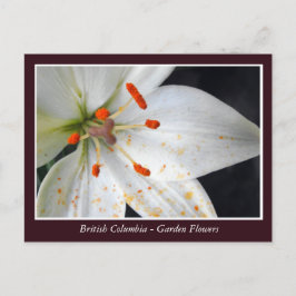 BC Gartenbau-Blume Postkarte