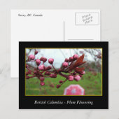 BC, Kirschblütenblüte Postkarte (Vorne/Hinten)