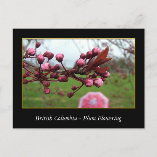 BC, Kirschblütenblüte Postkarte (Vorderseite)