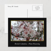 BC, Kirschblütenblüte Postkarte (Vorne/Hinten)