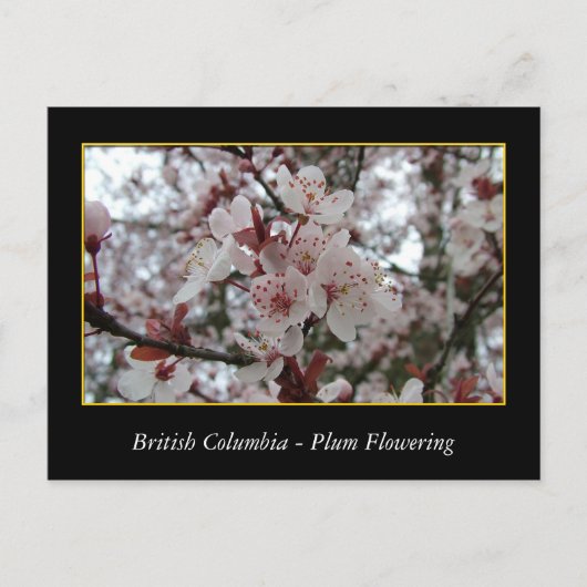 BC, Kirschblütenblüte Postkarte (Vorderseite)